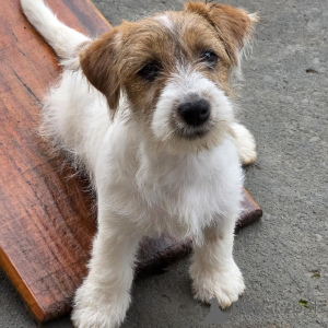 Zdjęcie №2 do zapowiedźy № 171875 na sprzedaż  jack russell terrier - wkupić się Niemcy prywatne ogłoszenie, hodowca