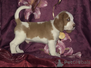 Zdjęcie №1. beagle (rasa psa) - na sprzedaż w Москва | 2739zł | Zapowiedź №7985