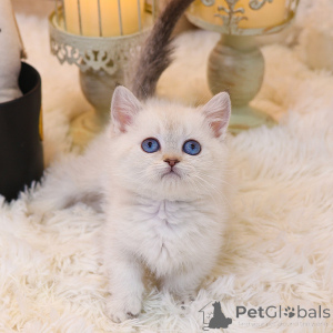 Zdjęcie №1. munchkin - na sprzedaż w Kalifornia | 1779zł | Zapowiedź № 152256