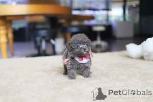 Zdjęcie №3. Dean Janet Kay Puppies House. USA