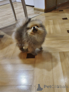 Zdjęcie №3. Prawdziwy, zwarty Pomorzanin z rodowodem FCI.. Gruzja