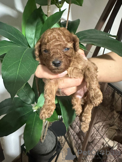 Zdjęcie №3. Pudel Miniaturowy szczenięta. Serbia