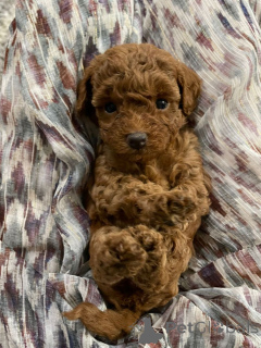 Zdjęcie №3. Pudel (królewski). Niemcy