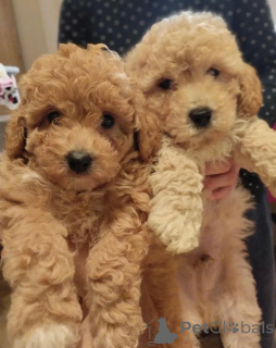 Zdjęcie №2 do zapowiedźy № 138810 na sprzedaż  pudel (zabawka) - wkupić się Serbia 