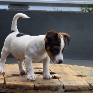 Zdjęcie №3. Śliczne szczenięta Jack Russell Terrier Mali sportowcy o wielkich sercach. Republika Czeska