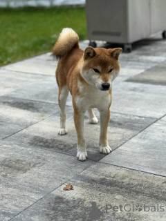 Zdjęcie №3. Zapowiedź miotu Shiba Inu FCI. Polska