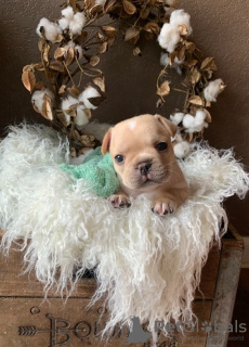 Zdjęcie №2 do zapowiedźy № 64573 na sprzedaż  buldog francuski - wkupić się Niemcy prywatne ogłoszenie