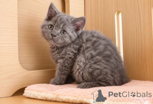 Zdjęcie №1. selkirk rex krótkowłosy - na sprzedaż w Dettenheim | 1674zł | Zapowiedź № 177578