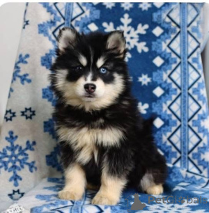 Zdjęcie №3. Hau! Hau! Cześć! Spójrz na moje przenikliwe oczy i puszyste uszy! Delikatnymi. Wielka Brytania