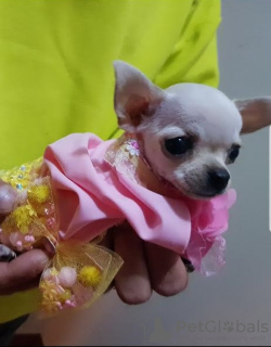 Zdjęcie №3. Księżniczka Mini Chihuahua. Serbia