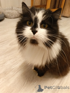 Zdjęcie №2 do zapowiedźy № 157977 na sprzedaż   - wkupić się Federacja Rosyjska prywatne ogłoszenie