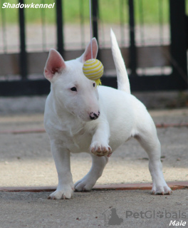 Dodatkowe zdjęcia: Szczenięta Mini Bull Terrier