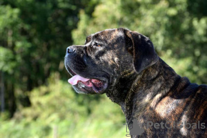 Dodatkowe zdjęcia: Szczenięta Cane Corso