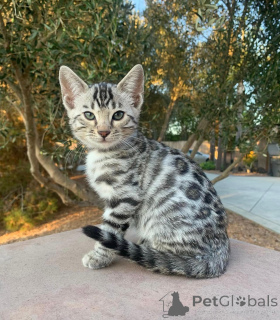 Zdjęcie №1. kot bengalski - na sprzedaż w Drezno | 3588zł | Zapowiedź № 152553