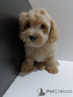 Zdjęcie №3. Szczenięta Hawańskiego Bichona. Serbia