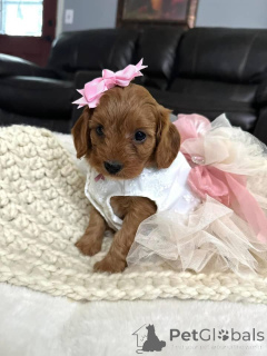 Zdjęcie №3. Dean Janet Kay Puppies House. USA