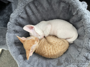 Dodatkowe zdjęcia: Kocięta Devon Rex