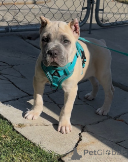 Zdjęcie №1. cane corso - na sprzedaż w Alavus | 3348zł | Zapowiedź №158578