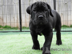 Zdjęcie №1. cane corso - na sprzedaż w Alavus | 3348zł | Zapowiedź №167785