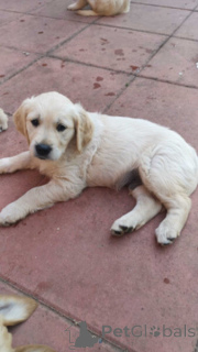 Zdjęcie №1. golden retriever - na sprzedaż w Antwerpia | negocjowane | Zapowiedź №169641