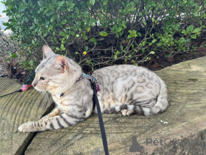 Zdjęcie №2 do zapowiedźy № 152548 na sprzedaż  kot bengalski - wkupić się Niemcy prywatne ogłoszenie