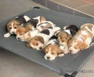 Zdjęcie №4. Sprzedam beagle (rasa psa) w Bruksela. prywatne ogłoszenie, hodowca - cena - 3348zł