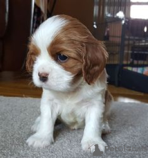 Zdjęcie №3. Urocze szczenięta Cavalier King Charles do bezpłatnej adopcji. Niemcy