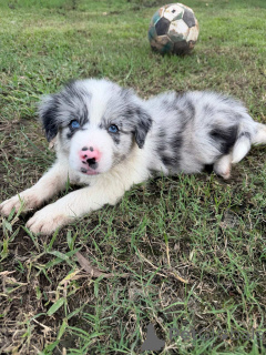 Zdjęcie №1. border collie - na sprzedaż w Arizona | Bezpłatny | Zapowiedź №163956