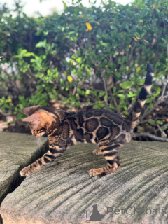 Zdjęcie №2 do zapowiedźy № 153391 na sprzedaż  kot bengalski - wkupić się Austria prywatne ogłoszenie