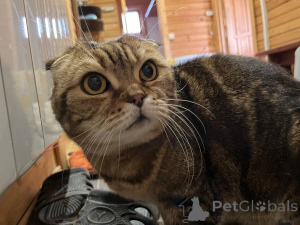 Zdjęcie №1. scottish fold - na sprzedaż w Москва | Bezpłatny | Zapowiedź № 139037