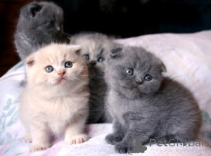Zdjęcie №1. scottish fold - na sprzedaż w Bruksela | 3588zł | Zapowiedź № 160453