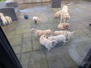 Zdjęcie №1. golden retriever - na sprzedaż w Amsterdam | 4784zł | Zapowiedź №163946