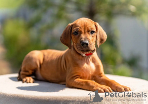 Zdjęcie №1. rhodesian ridgeback - na sprzedaż w Москва | 5942zł | Zapowiedź №53361