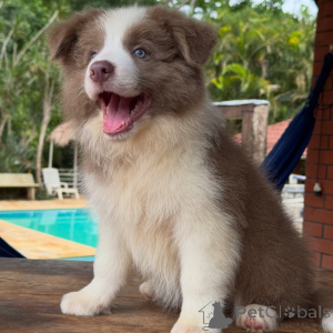 Zdjęcie №4. Sprzedam border collie w Berlin. hodowca - cena - negocjowane