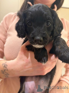 Zdjęcie №2 do zapowiedźy № 166929 na sprzedaż  leonberger - wkupić się Holandia 