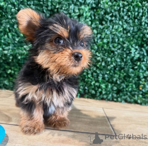 Zdjęcie №3. Bezaubernde Yorkshire-Terrier-Welpen suche w kłamstwach Zuhause. Austria