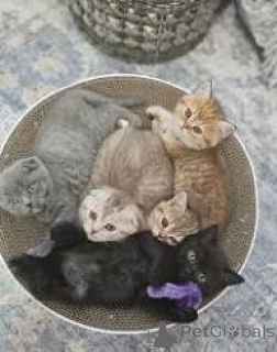 Zdjęcie №1. scottish fold - na sprzedaż w Bruksela | 2392zł | Zapowiedź № 165831