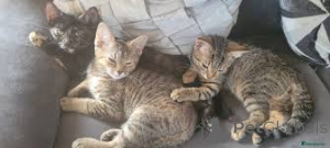 Zdjęcie №1. kot amerykański krótkowłosy - na sprzedaż w Berno | 2392zł | Zapowiedź № 163377