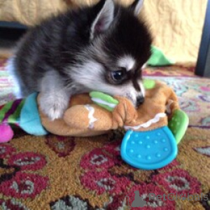 Zdjęcie №1. alaskan klee kai - na sprzedaż w Founin Valley | negocjowane | Zapowiedź №168840
