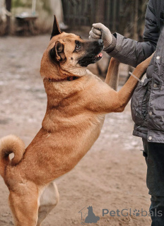 Zdjęcie №2 do zapowiedźy № 165127 na sprzedaż  pies nierasowy - wkupić się Federacja Rosyjska prywatne ogłoszenie