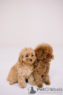 Zdjęcie №3. Toy Poodle Red Brown. Niemcy