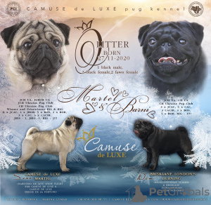 Zdjęcie №3. CAMUSE de LUXE OSKAR 3m. Ukraina