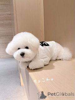 Zdjęcie №1. bichon frise - na sprzedaż w Günzburg | negocjowane | Zapowiedź №174973