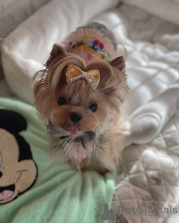 Zdjęcie №2 do zapowiedźy № 138792 na sprzedaż   - wkupić się USA 