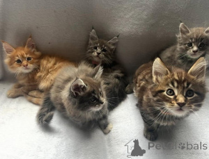 Zdjęcie №3. Uroczy kort z Maine.. Austria