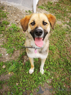 Zdjęcie №1. pies nierasowy - na sprzedaż w Rzeka Moskwa | Bezpłatny | Zapowiedź №152541