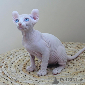 Zdjęcie №1. elf - na sprzedaż w Sztokholm | negocjowane | Zapowiedź № 133882