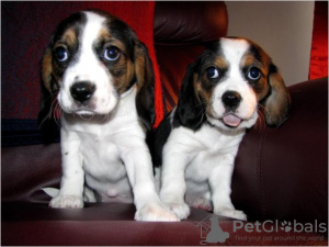 Zdjęcie №2 do zapowiedźy № 58300 na sprzedaż  beagle (rasa psa) - wkupić się Malta prywatne ogłoszenie