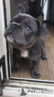 Zdjęcie №3. Do adopcji szczenięta buldoga francuskiego. Niemcy