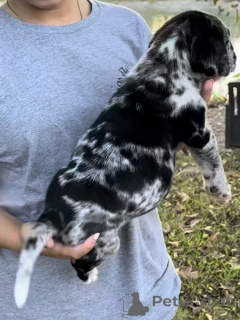 Zdjęcie №2 do zapowiedźy № 161248 na sprzedaż  american mastiff - wkupić się Holandia prywatne ogłoszenie